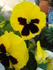 Swiss Giant Yellow Pansy (2010, Apr.29)