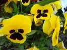 Swiss Giant Yellow Pansy (2010, Apr.29)