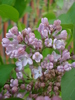 Syringa vulgaris_Lilac (2010, April 23)