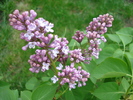 Syringa vulgaris_Lilac (2010, April 23)