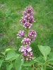 Syringa vulgaris_Lilac (2010, April 23)