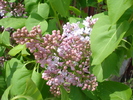 Syringa vulgaris_Lilac (2010, April 24)