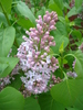 Syringa vulgaris_Lilac (2010, April 24)