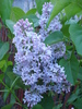 Syringa vulgaris_Lilac (2010, April 28)
