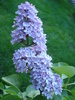 Syringa vulgaris_Lilac (2010, April 28)
