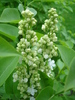 White Lilac Tree (2010, April 24)