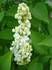 White Lilac Tree (2010, April 24)