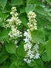 White Lilac Tree (2010, April 24)