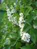White Lilac Tree (2010, April 28)