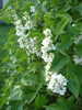 White Lilac Tree (2010, April 28)