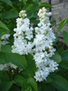 White Lilac Tree (2010, April 28)