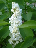 White Lilac Tree (2010, April 28)
