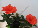 Hibiscus Bordeaux 2