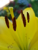 Yellow asiatic lily, 26apr2010