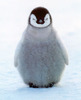 Pinguin