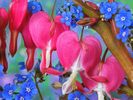 Bleeding_Heart_and_Forget-Me-Not