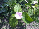 flori de gutui