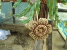DSC01403 Stapelia variegata
