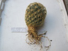 Coryphantha palmeri GL 66