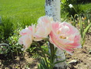 DSC01203