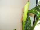 DSC01210