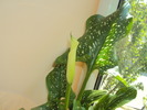 DSC01211