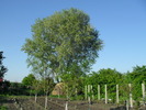 SDC10313