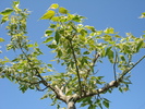 Acer negundo Flamingo (2010, May 02)