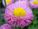 Bellis perennis (2010, May 02)