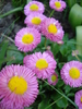 Bellis perennis (2010, May 02)