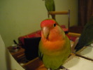 P1010749 COCO