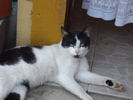 MI-AM LASAT CIOC:)