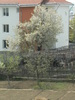 1 mai 2010 009
