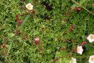 23-25 aprilie Saxifraga Rosacea Subsb. Sponbemica