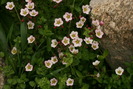 23-25 aprilie Saxifraga Rosacea Subsb. Sponbemica