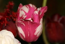 23-25 aprilie 245