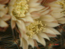 DSC07970