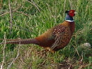 DSC02406