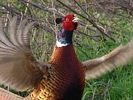 DSC02410