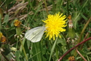 DSC02420