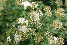 DSC02423