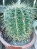 echinocactus grusoni