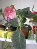 Kohleria Sunshine (Monica) 2 mai 2010 (1)