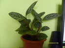 calathea