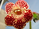 KOHLERIA
