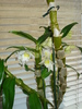 DENDROBIUM NOBILE-DIN NOU CU BOBOCI!