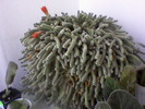 cactus serpisor imbobocit