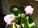 DSC00383