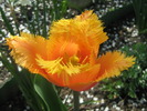 Tulipa Fringed Lambada