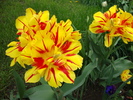DSC00334